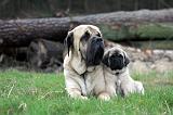MASTIFF 136